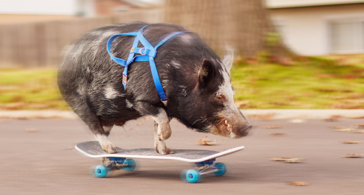 '날아라 스케이트 보드~'…아기 돼지가 10m 11초에 달려 신규 온라인카지노 벳무브 기록