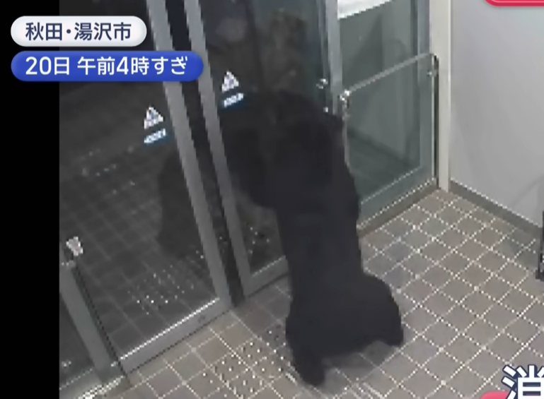 현관문 열었더니 곰이 물고 팔 휘둘러…일본 주택가서 잇따라 습격
