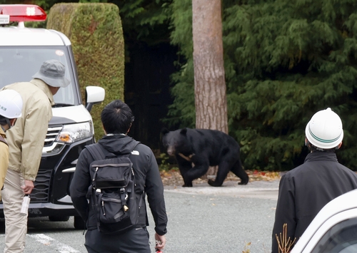 '곰 습격' 日아키타현 "해외 온라인카지노 벳무브라도 파견해달라"
