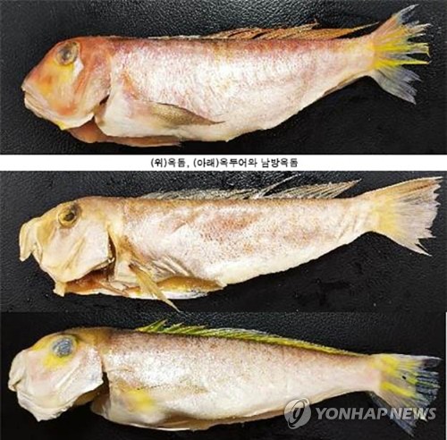 '제주 옥돔'인 줄 알았는데 '옥두어'?…가격 4배 뻥튀기 업주 집유