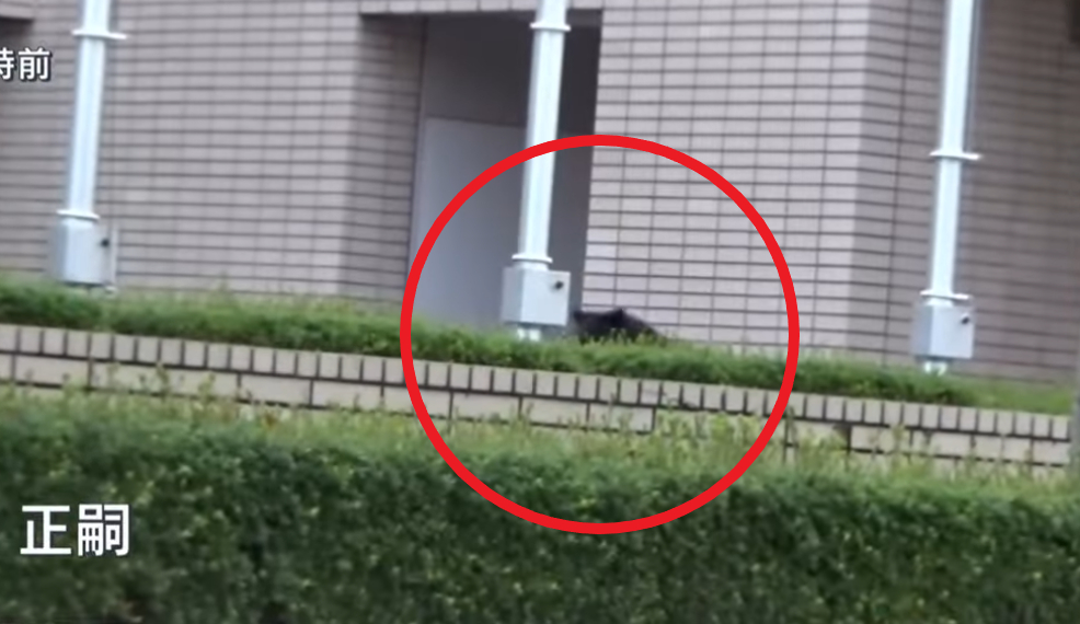 "여기까지 와버렸나"…메이저카지노 곰, 이번에는 은행·대학교에서 출현