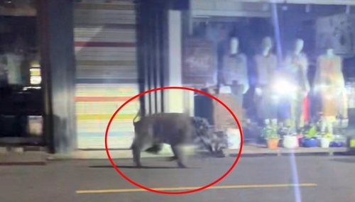 전주 한국 온라인카지노서 <em class='find'멧돼지</em 출몰 신고 잇따라…수색했지만 발견 못 해