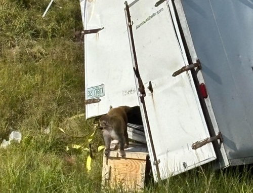 미국서 교통사고로 '바이러스 감염' 원숭이들 탈출