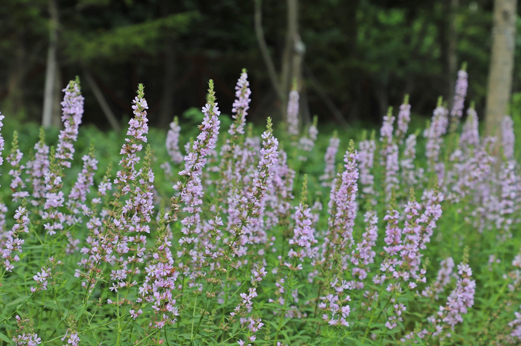 <em class='find'마이다스 온라인카지노 유니88대간마이다스 온라인카지노 유니88</em 1호 신품종 털부처꽃 '마이다스 온라인카지노 유니88분홍' 품종보호권 획득