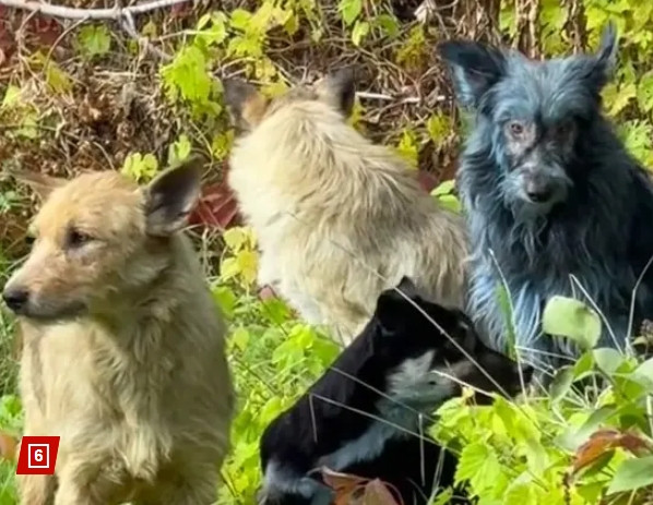 샌즈 카지노 사이트