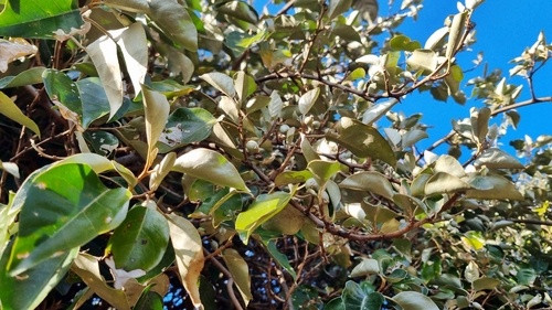 보리밥나무 탈모 예방 효과…산림과학원 "추출물 투여 후 모발 탈락 61%↓"