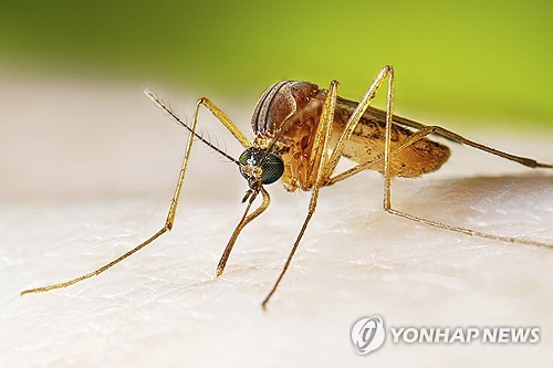 한반도 기후변화에…'열대집모기' 제주서 첫 발견