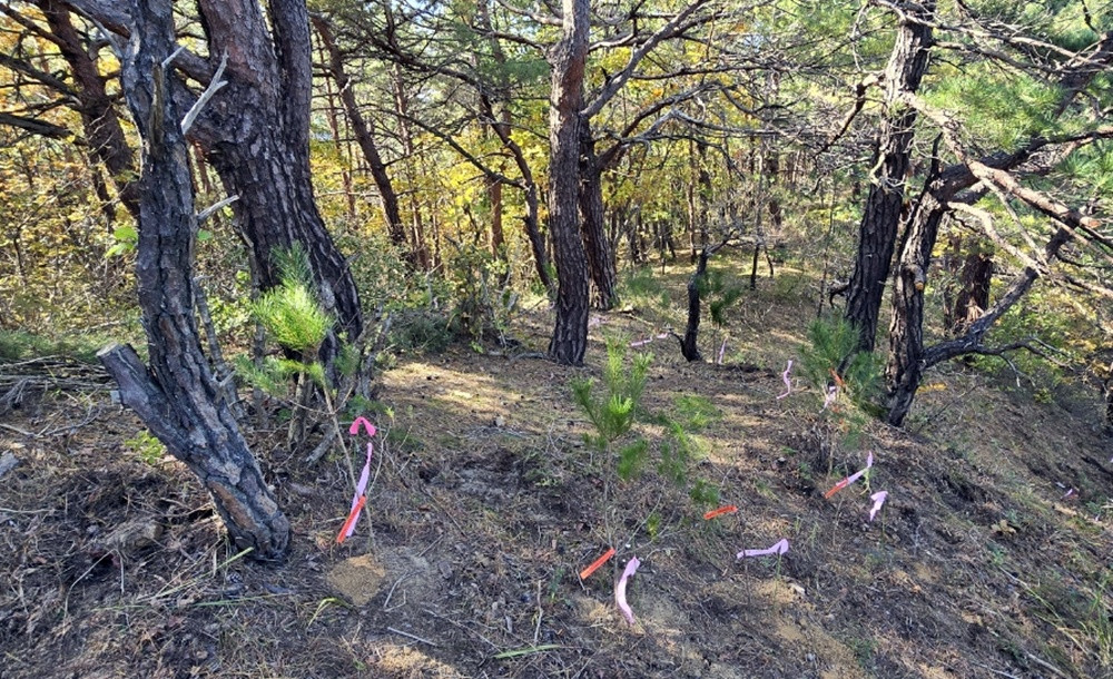 산불 피해지 온라인카지노 벌금 유니벳산 복원 첫 삽…민관연 협력으로 추진