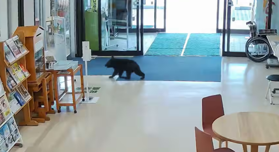 일본 마을 청사에 새끼 곰 침입…로비 누비다 20초 만에 밖으로