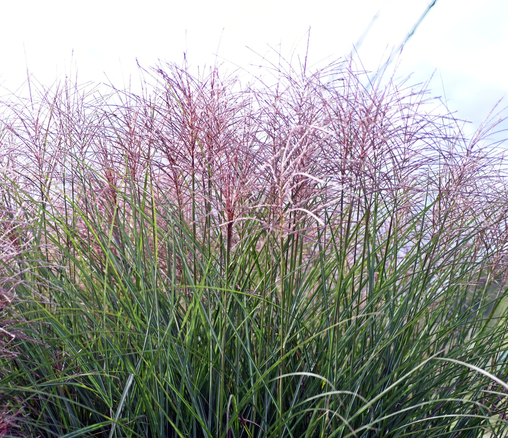 국립백두대간수목원, 억새속 3종 엽록체 유전체 해독 성공