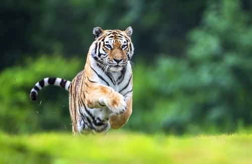 국내 최고령 마이다스 온라인카지노 유니88산 호랑이 '한청', 20세로 생 마감