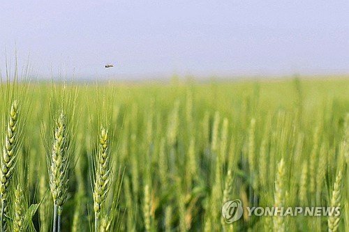 중, 미국산 밀 1년여 만에 구매 재개…"정치적 제스처"