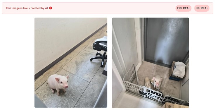 "집에 와서 돼지 좀 잡아주세요"…왁싱숍 사장이 받은 수상한 메시지