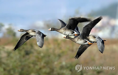 버려진 공기총 주워 쇠기러기 사냥한 마을 주민 2명 징역형