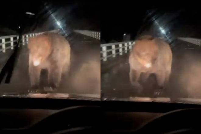 온라인카지노 후기 벳위즈