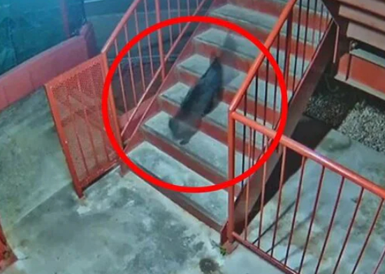 곰 보고 놀란 가슴 '살찐 고양이'보고 놀라…홋카이도에선 안전한 온라인카지노이 차량 공격