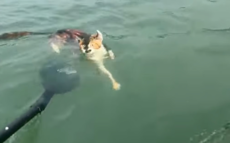 중국서 고양이 1,100마리 저수지에 '방생'…"'복 빈다' 가장한 학대"