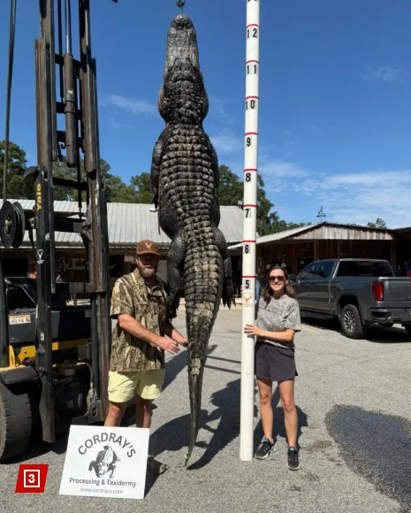 출산 휴가 동안 거대 악어 사냥한 온라인 카지노 주소 여성…길이 3.6m에 달해