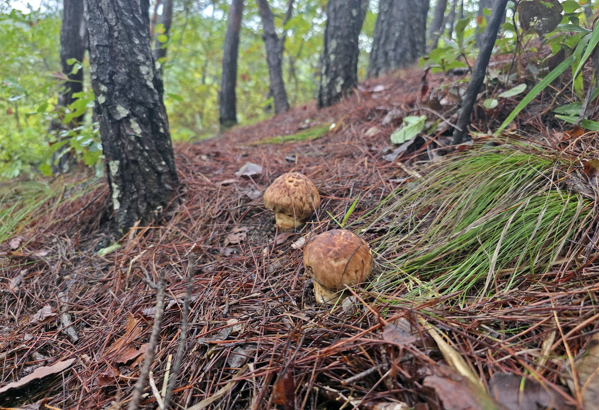 고성 산불피해지서 3년 연속 송이 발생…송이산 복원 가능성 확인