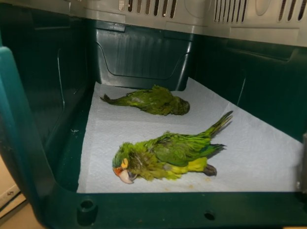 미 국경서 '속옷 속 앵무새' 들통…멕시코서 멸종위기종 밀수 적발