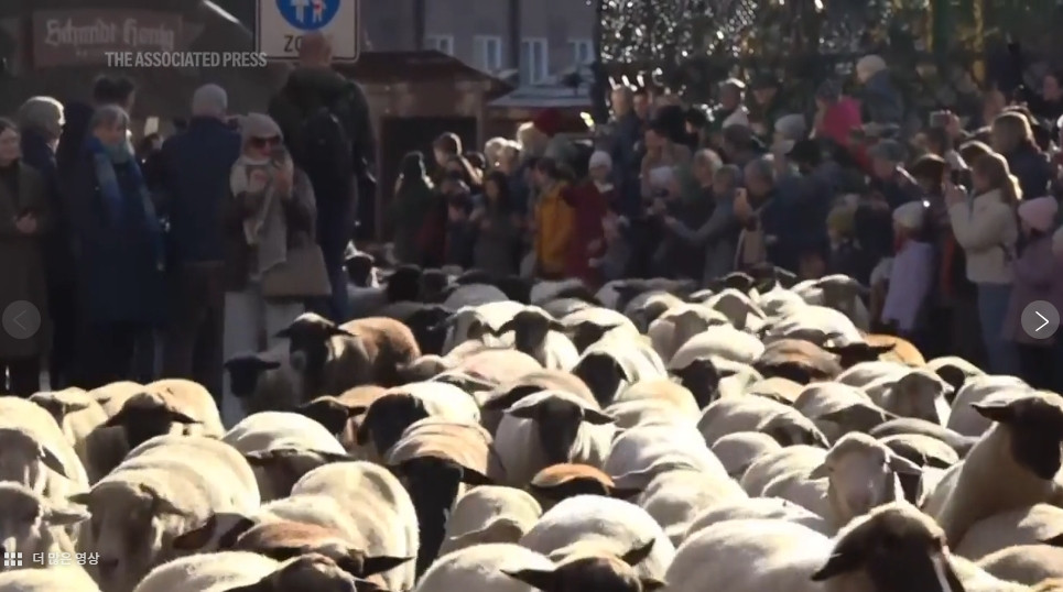 "좀 온라인카지노갈게요, 메에~"…뉘른베르크 도심 온라인카지노가는 양떼 600마리 진풍경