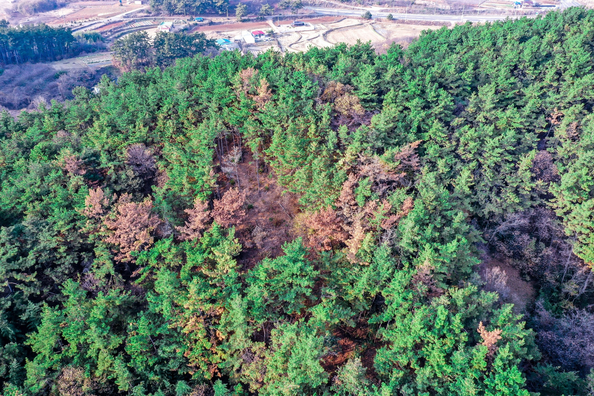 대전 대덕구서 소나무재선충병 발생…주변 산림 정밀예찰