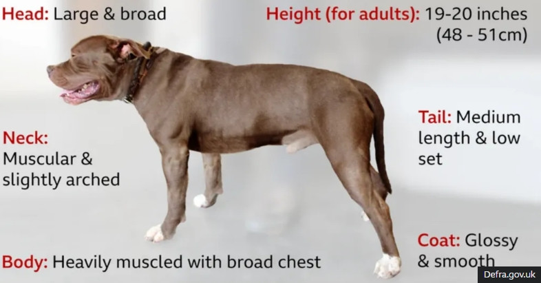 영국서 사육 금지된 맹견 'XL불리'에 물려 9개월 아기 사망