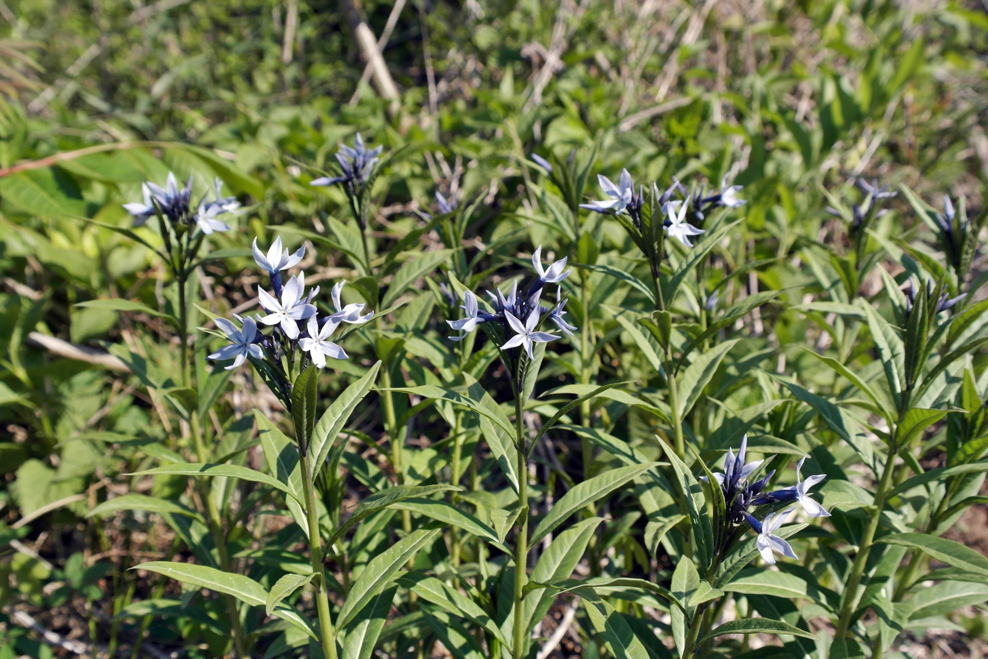 희귀식물 '정향풀' 대량증식 길 열려…국립수목원, 삽목기술 개발