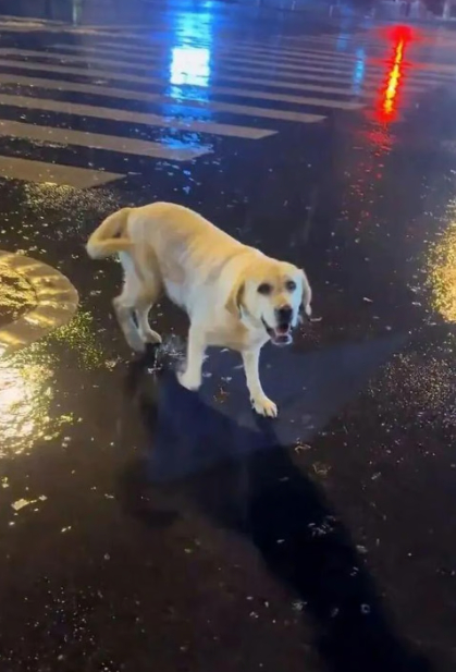 중국서 실종된 반려견…1,500km 떨어진 곳온라인카지노 합법 유니88벳 기적적 발견