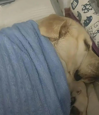 온라인카지노 불법