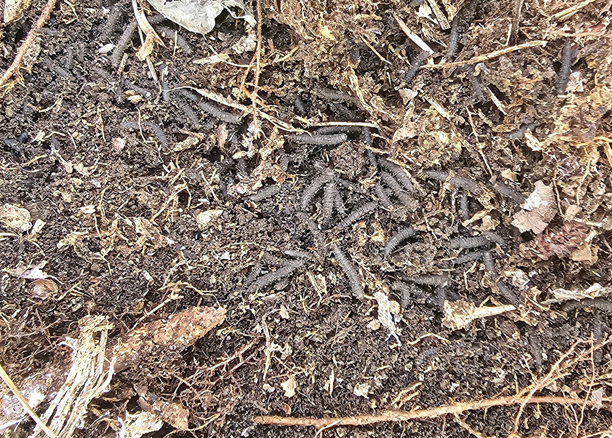 서울·인천서 기승부린 러브버그, 친환경 방제로 해법 찾는다