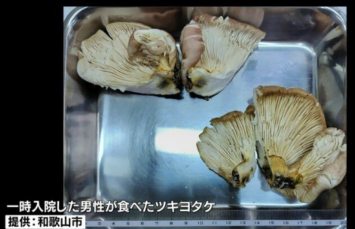 "표고버섯 같네요. 먹어도 됩니다"…일본 남성, AI 말 믿었다가 응급실행
