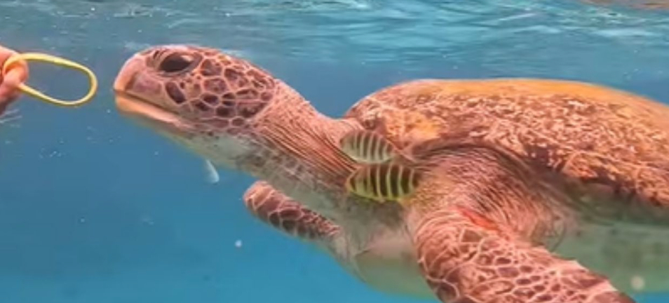 태국서 다이빙 중 바다거북에 고무 밴드 먹여…관광객 추적 중