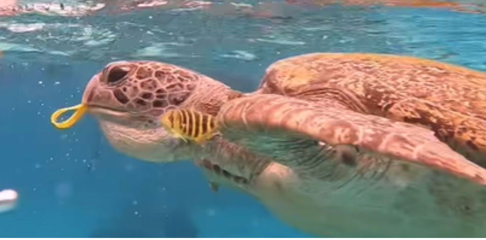 온라인카지노 후기 유니88