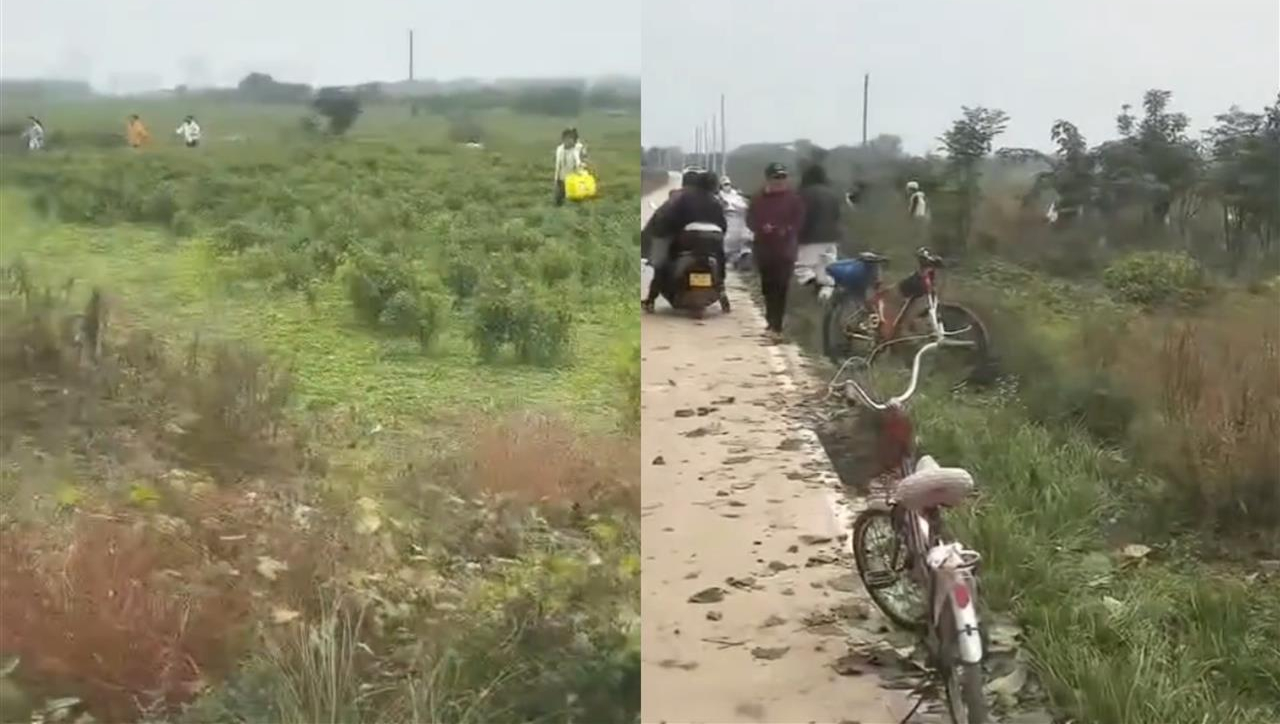 "고추 공짜, 따가는 사람이 임자"…중국 SNS 거짓 영상에 또 약탈 피해