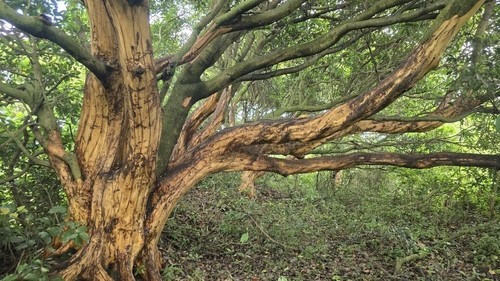 제주 후박나무 400그루 껍질 벗겨 판 50대 검찰행…일부 죽어가
