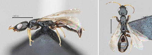 해충 없애는 '침벌' 신종 DMZ 인근서 발견…학명 '북방침벌'