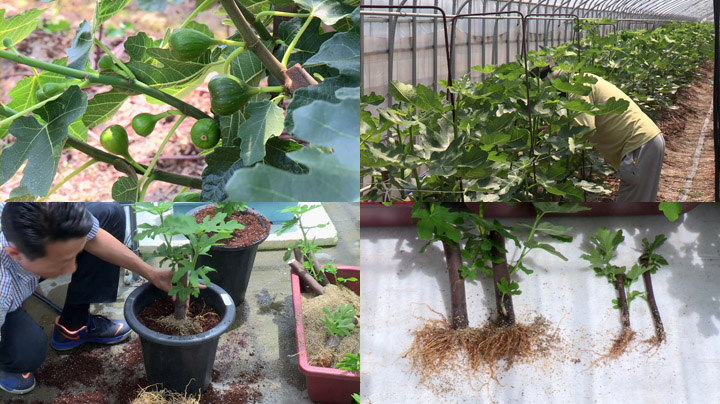 아열대 무화과 국내서 10개월 만에 수확 <부산