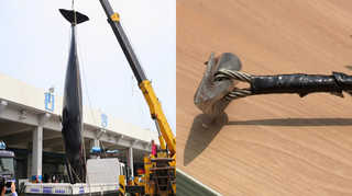 작살로 '온라인카지노 소울카지노사냥'…불법포획 일당 검거 <울산