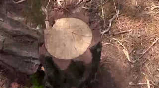 '호가 1억원' 희귀 소나무 12그루 훔쳐 <<em class='find'온라인카지노 벳무브</em