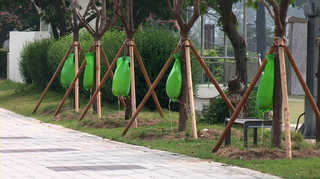 '온라인카지노 주소가 필요해' 가뭄에 물주머니 찬 나무들 <충북