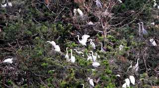 도심속 자리잡은 명물 백로떼…골칫거리로 '전락' <충북