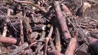 <em class='find'온라인카지노 알파벳</em 방제 부실업체 최고 징역 1년 <대전