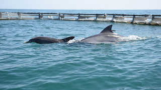 온라인카지노 합법 유니88 '복순·태산이' 6년 만에 고향 바다로 <제주