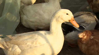 AI 이동제한 해제…<em class='find'온라인카지노 경찰 벳위즈경보</em '경계→관심' 하향 <전남