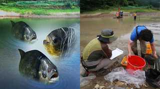 한강에서 바늘찾기 "피라니아 없네요" <강원