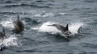 "어디 갔다 왔니" 울산 돌고래떼 53일 만에 발견