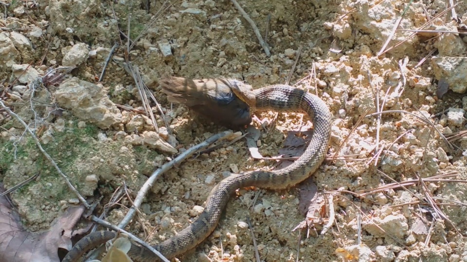 휴가철 독사ㆍ말벌 주의…"짧은 옷ㆍ향수 피하세요"