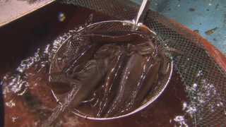 상반기 태안 앞바다 오징어 어획량, 동해 추월