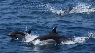 울산 앞바다서 5일 연속 돌고래떼 발견